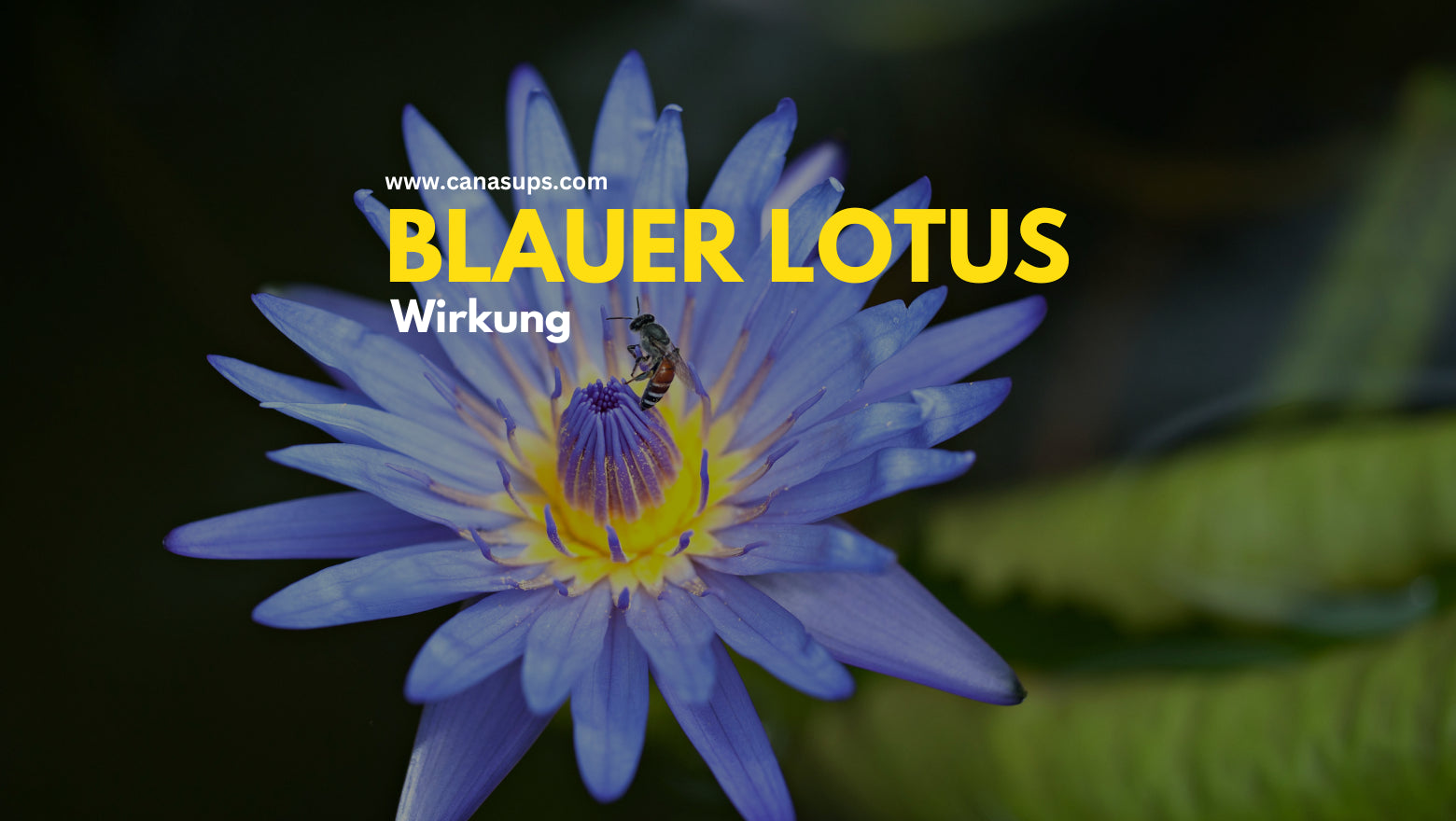Blauer Lotus - Alles über Geschichte, Verwendung und Wirkung – Canasups
