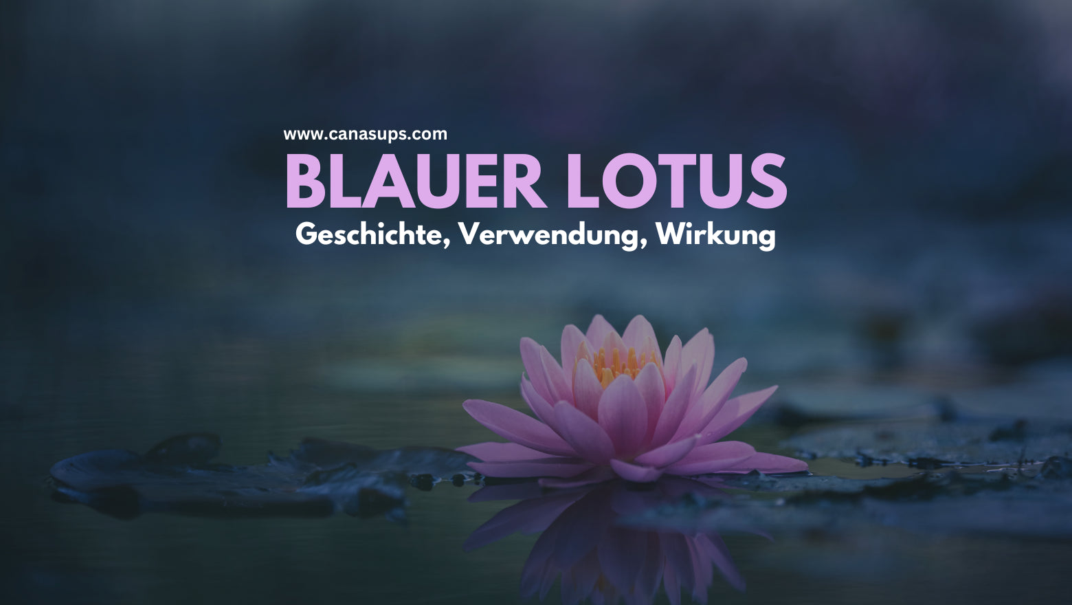 Blauer Lotus während der Trüffelzeremonie