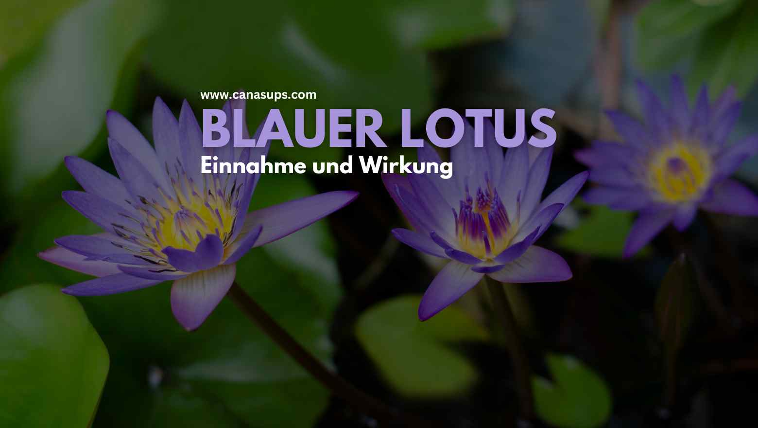 Blauer Lotus - Einnahme und Wirkung – Canasups