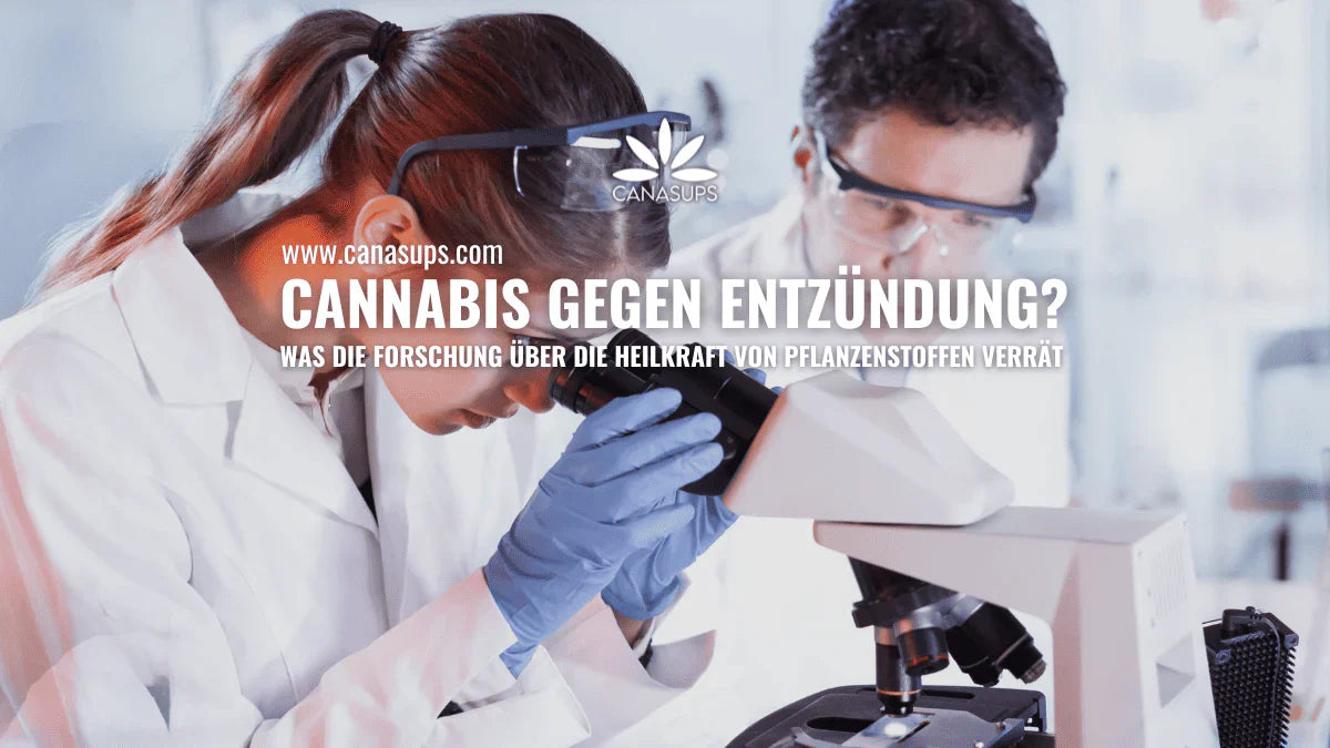Cannabis und Entzündungen – Was sagt die Wissenschaft