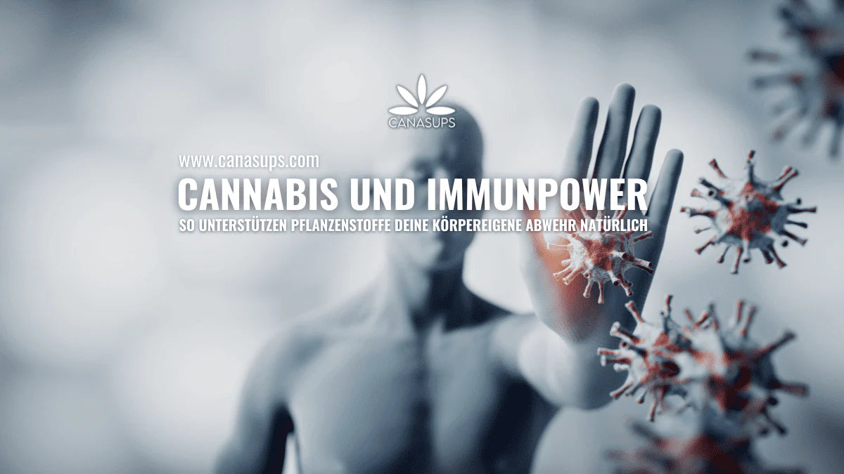 Wie Cannabis das Immunsystem beeinflussen kann – Was Du wissen solltest