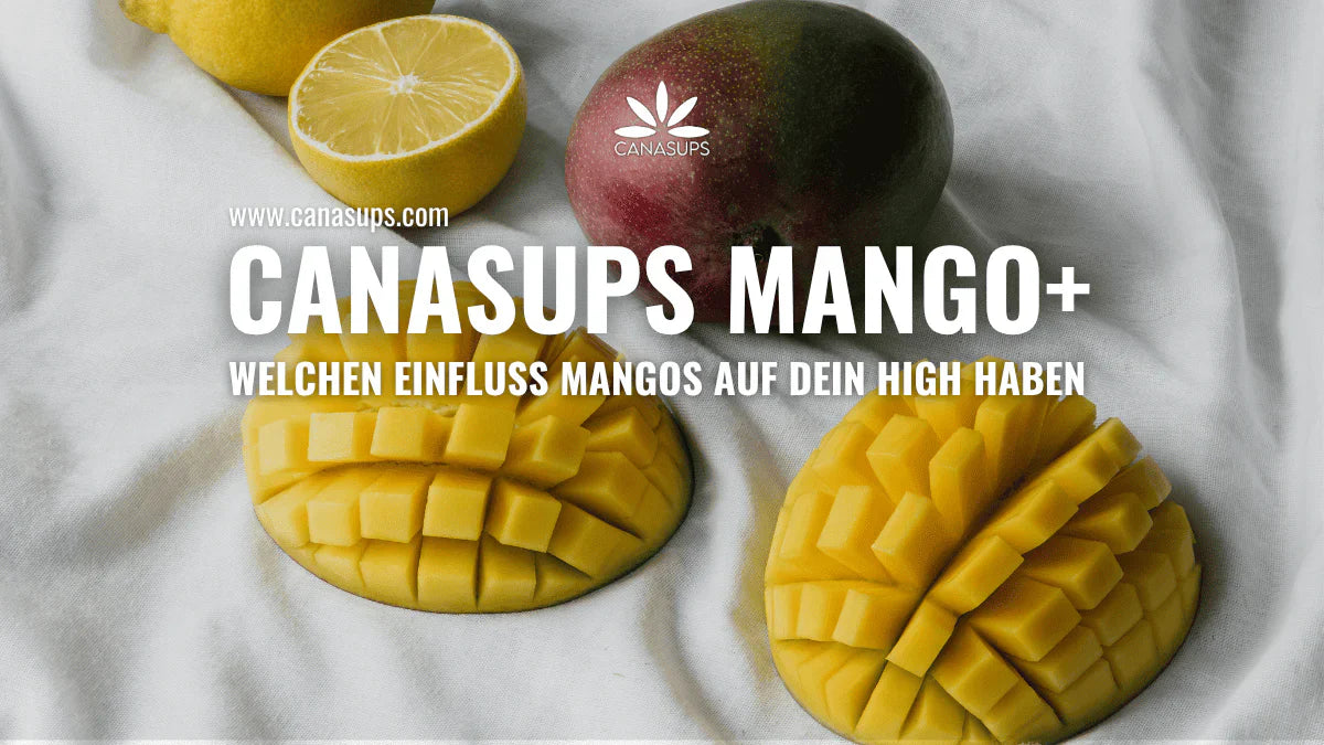 Canasups Mango+ welchen Einfluss Mangos auf dein High haben