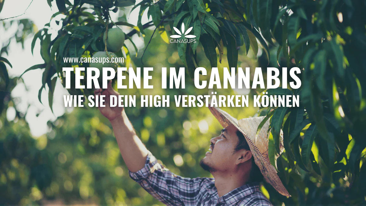 Canasups Terpene im Cannabis wie sie dein High verstärken können