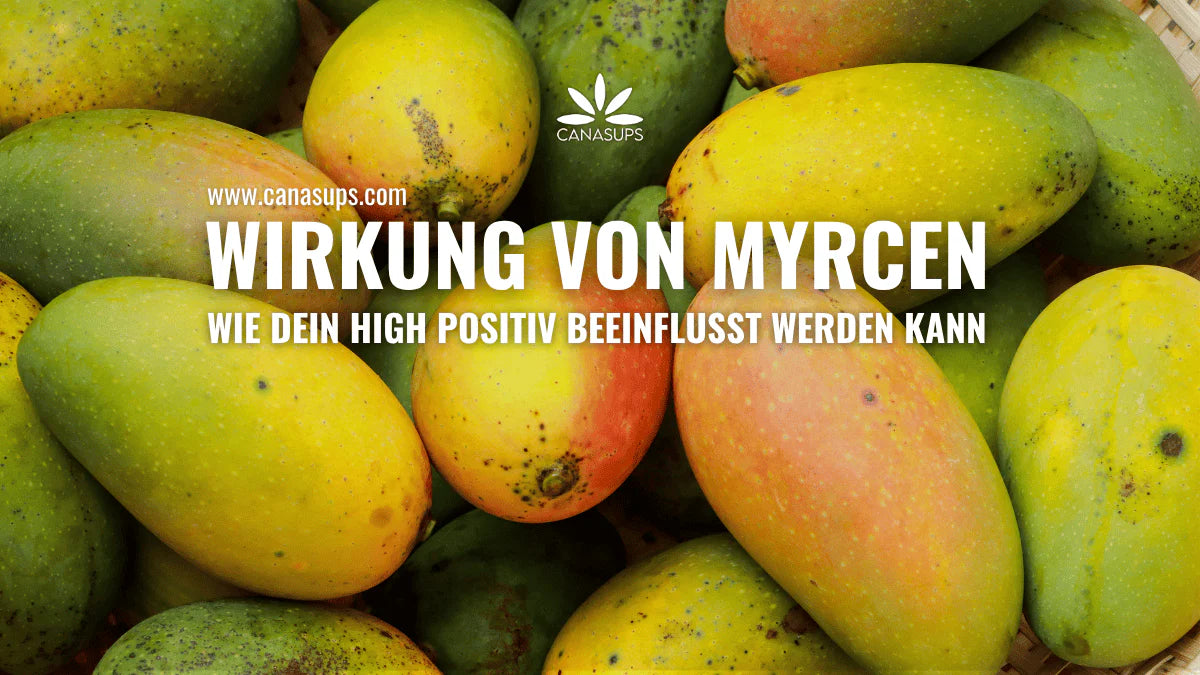 Canasups Wirkung von Myrcen wie dein High positiv beeinflusst werden kann