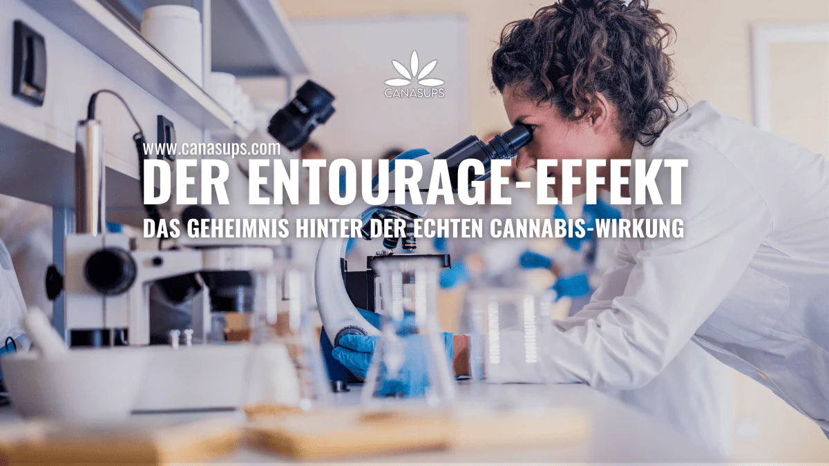 Canasups der Entourage-Effekt Das Geheimnis hinter der echten Cannabis Wirkung