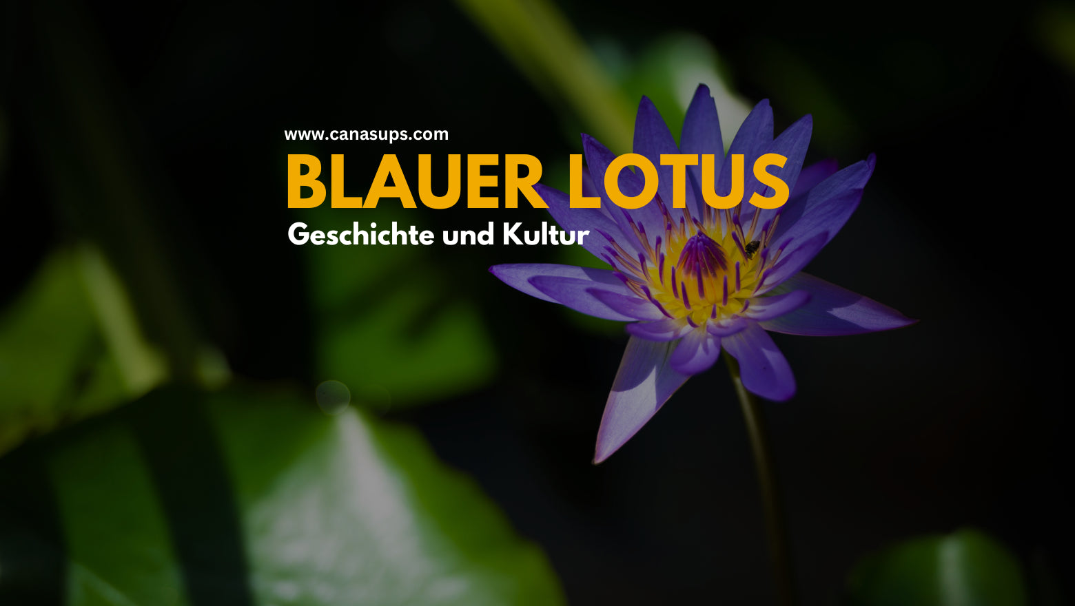 Blauer Lotus - Geschichte und Kultur – Canasups