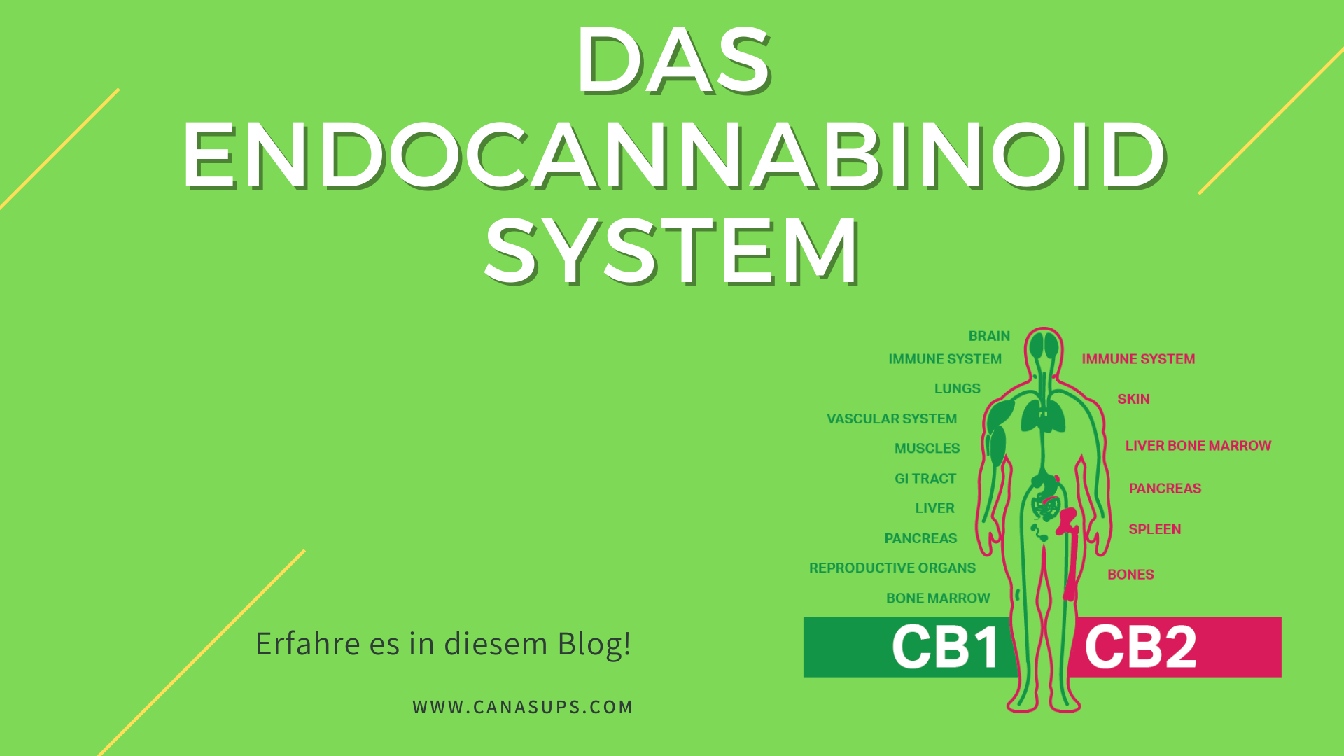 Endocannabinoidsystem Canasups