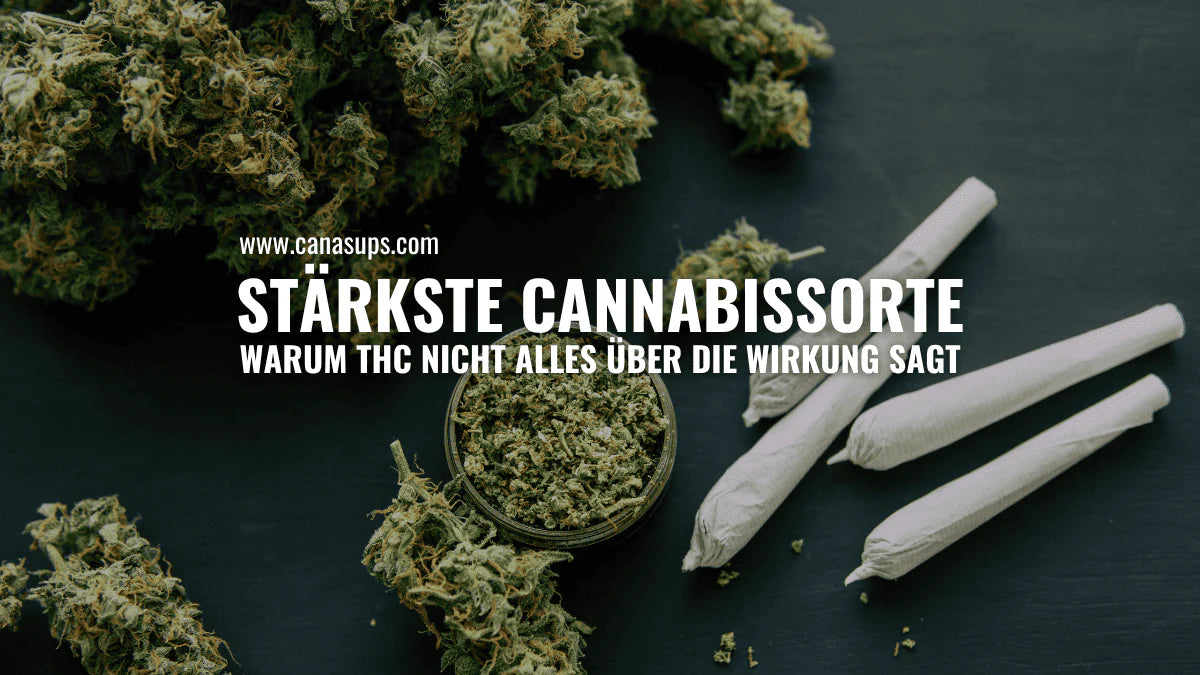 Stärkste Cannabissorte: THC, Wirkung und Risiken