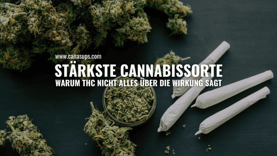 Stärkste Cannabissorte: THC, Wirkung und Risiken