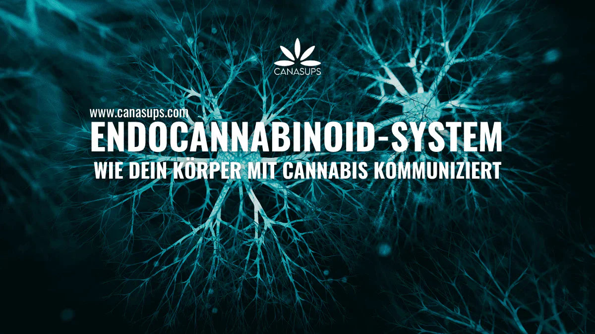 Was ist das Endocannabinoid-System?