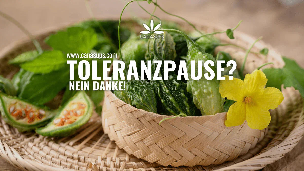 Toleranzpause – nein danke! Wie Du Deine THC-Toleranz natürlich managen kannst