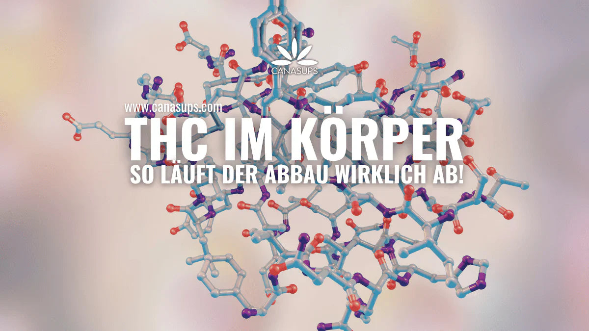 Was ist der THC-Abbaumechanismus im Körper? Dein Guide zum Stoffwechsel von Cannabis
