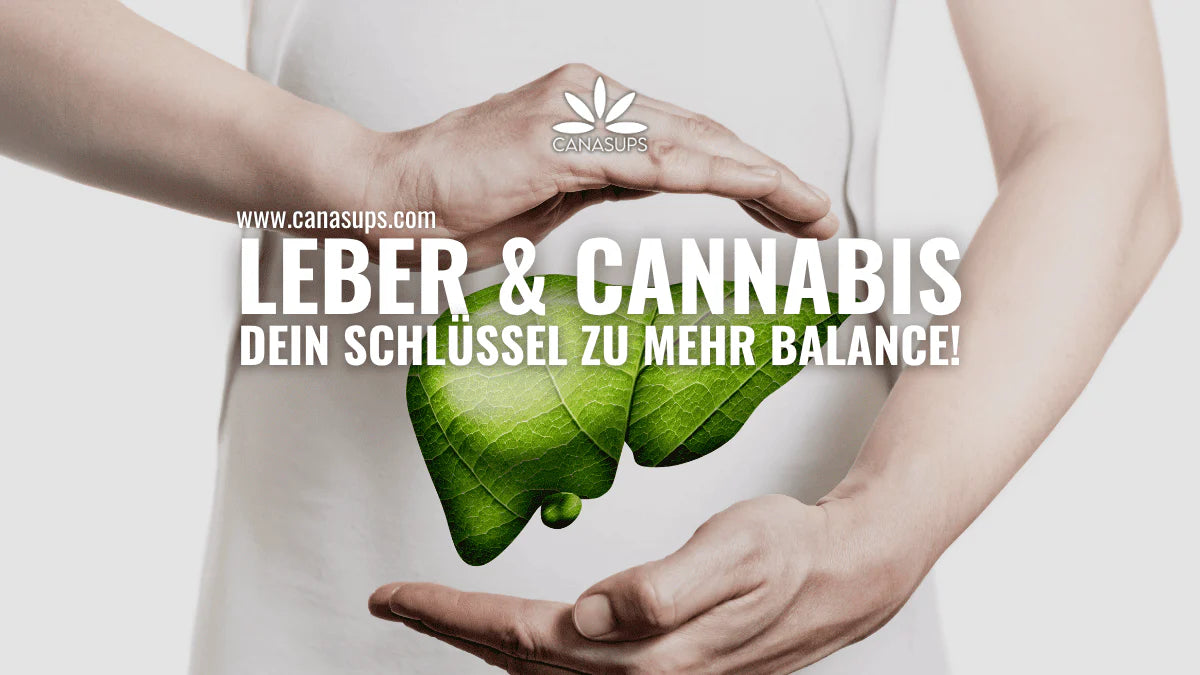 Warum deine Leber als Cannabiskonsument so wichtig ist