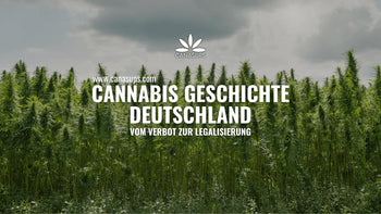 Cannabis Geschichte Deutschland – Hanffeld mit Titelgrafik zum Wandel vom Verbot zur Legalisierung