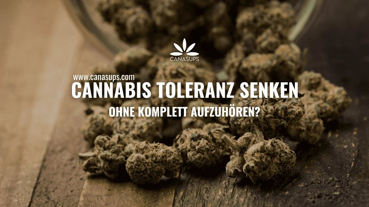 Cannabisblüten auf einem Holztisch – Cannabis Toleranz senken, THC-Exposition reduzieren und Konsumpausen sinnvoll einordnen