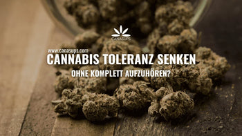 Cannabisblüten auf einem Holztisch – Cannabis Toleranz senken, THC-Exposition reduzieren und Konsumpausen sinnvoll einordnen