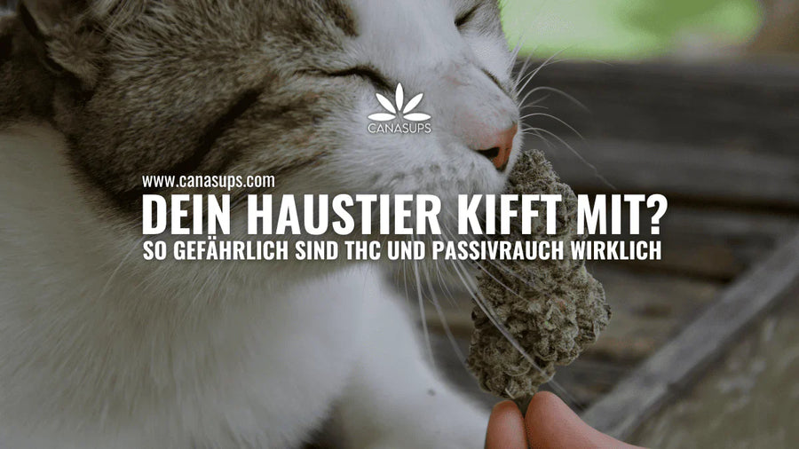 Cannabis und Haustiere: Risiken von THC verständlich erklärt