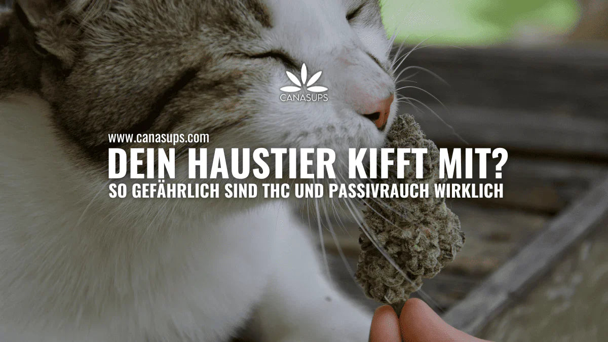 Katze schnuppert an einer Cannabisblüte – Risiken von THC und Passivrauch für Haustiere