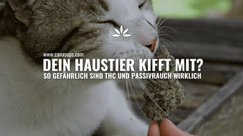 Katze schnuppert an einer Cannabisblüte – Risiken von THC und Passivrauch für Haustiere