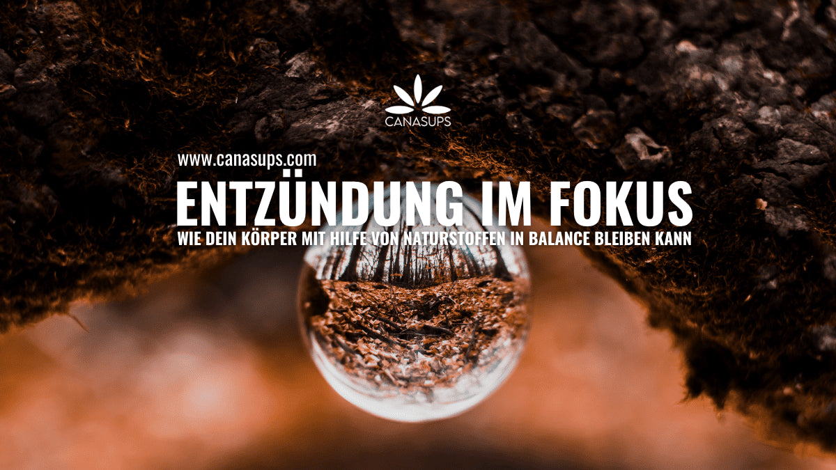 Regulierung von Entzündungsprozessen Wie Cannabis-Konsumenten profitieren könnten