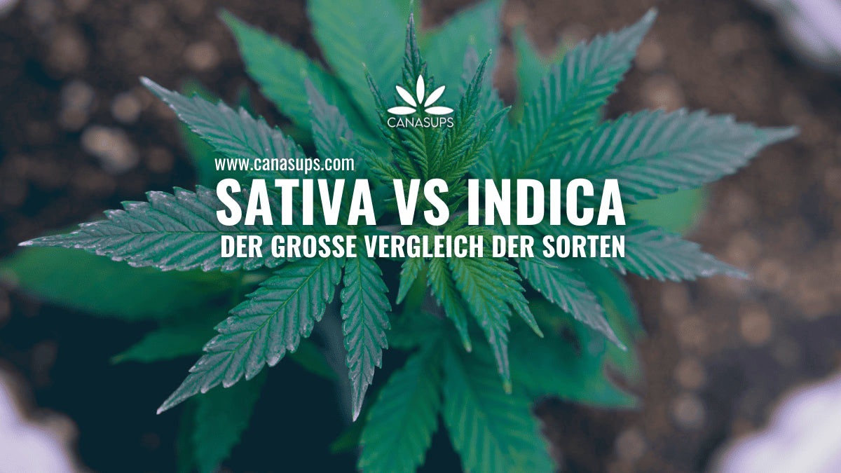 Sativa vs. Indica – Gibt es einen echten Unterschied?