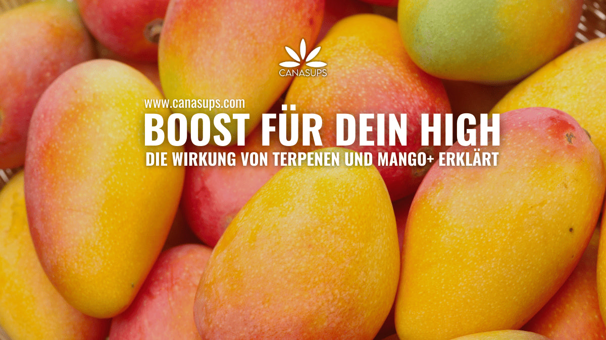 Terpene Wie MANGO+ dein High intensiviert