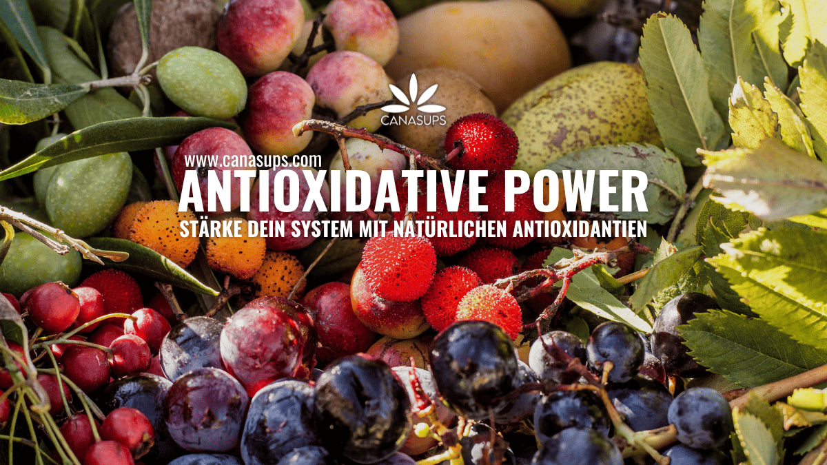 Antioxidative Effekte bei Cannabis-Konsumenten Schutz durch Pflanzenpower