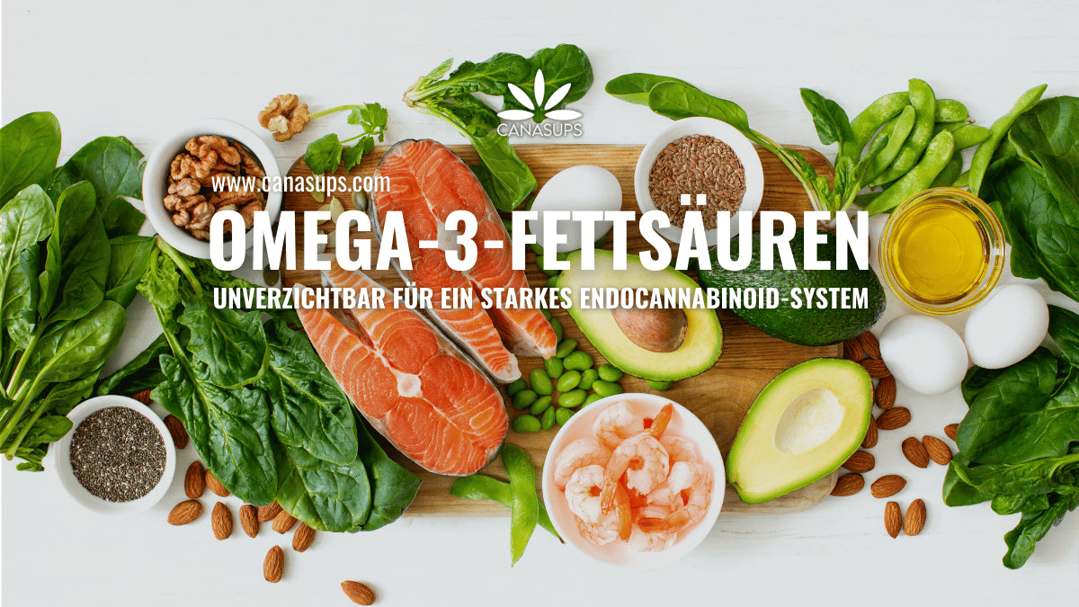 Omega-3 und das Endocannabinoid-System: Die perfekte Balance für Cannabis-Konsumenten?