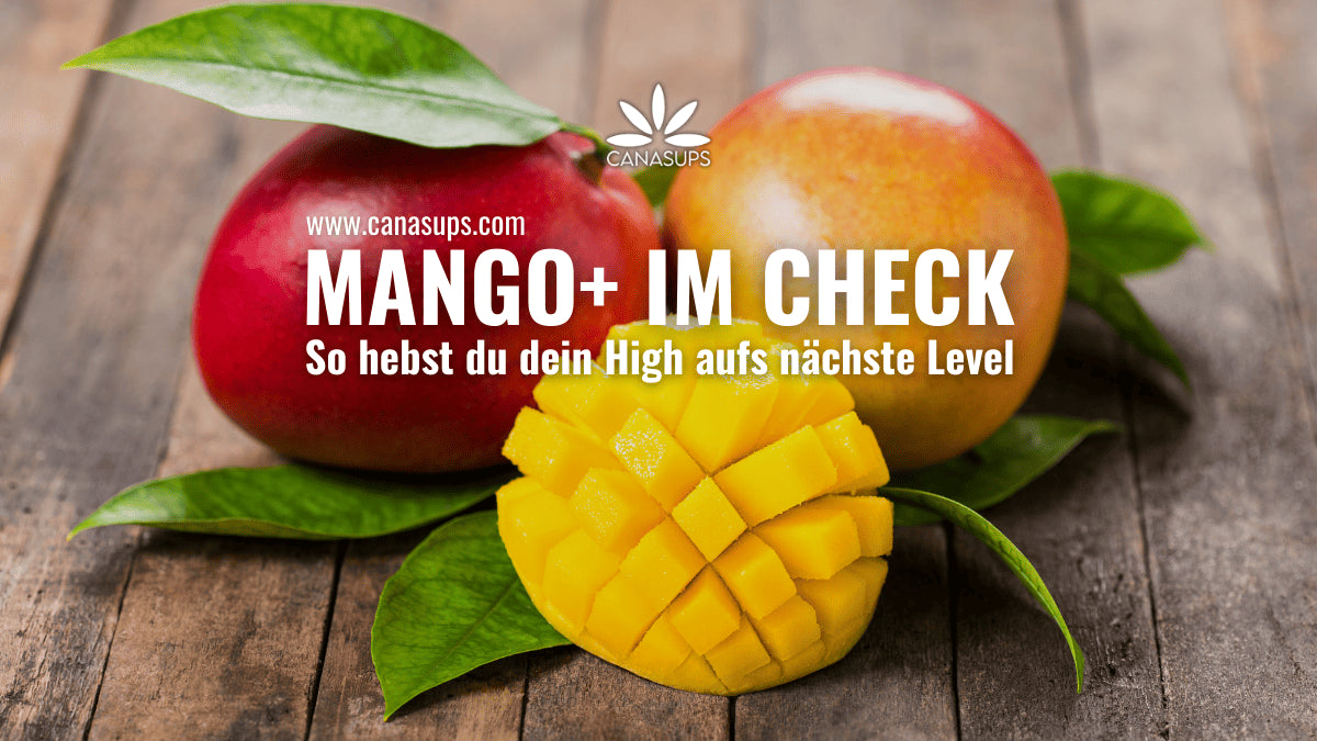 Mit MANGO+ das High intensivieren Terpene, Vitamine & mehr