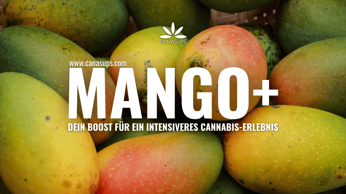 Mango+ – Myrcen, Vitamine & Cannabis Das steckt wirklich dahinter!