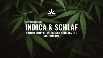 Indica schlafen – Canasups Titelbild über Terpene, Schlaf und warum der Sortenname allein nicht entscheidend ist