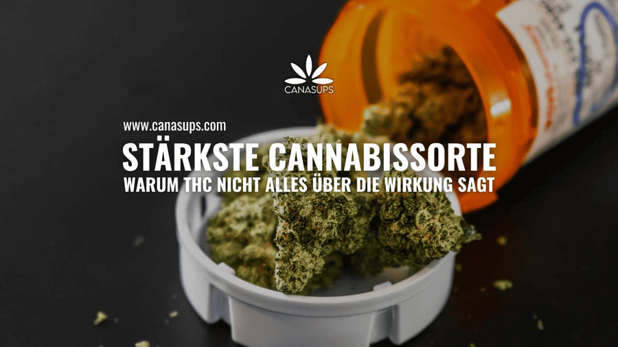 Stärkste Cannabissorte: THC, Wirkung und Risiken