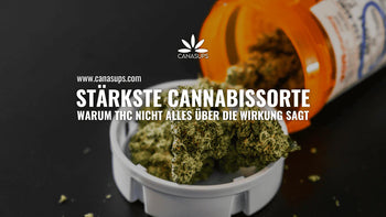 Titelbild zum Blogartikel über die stärkste Cannabissorte mit Cannabisblüten in einer medizinischen Dose und Text zu THC, Wirkung und Risiken.