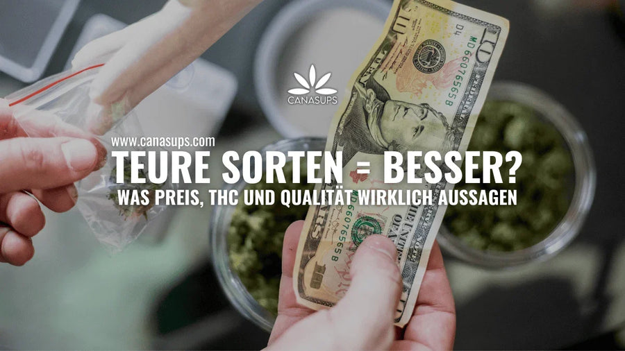 Medizinisches Cannabis Preis: Sind teure Sorten wirklich besser?