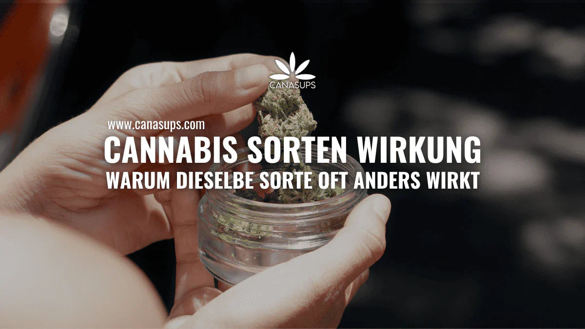Cannabis Sorten Wirkung: Warum sie oft schwankt