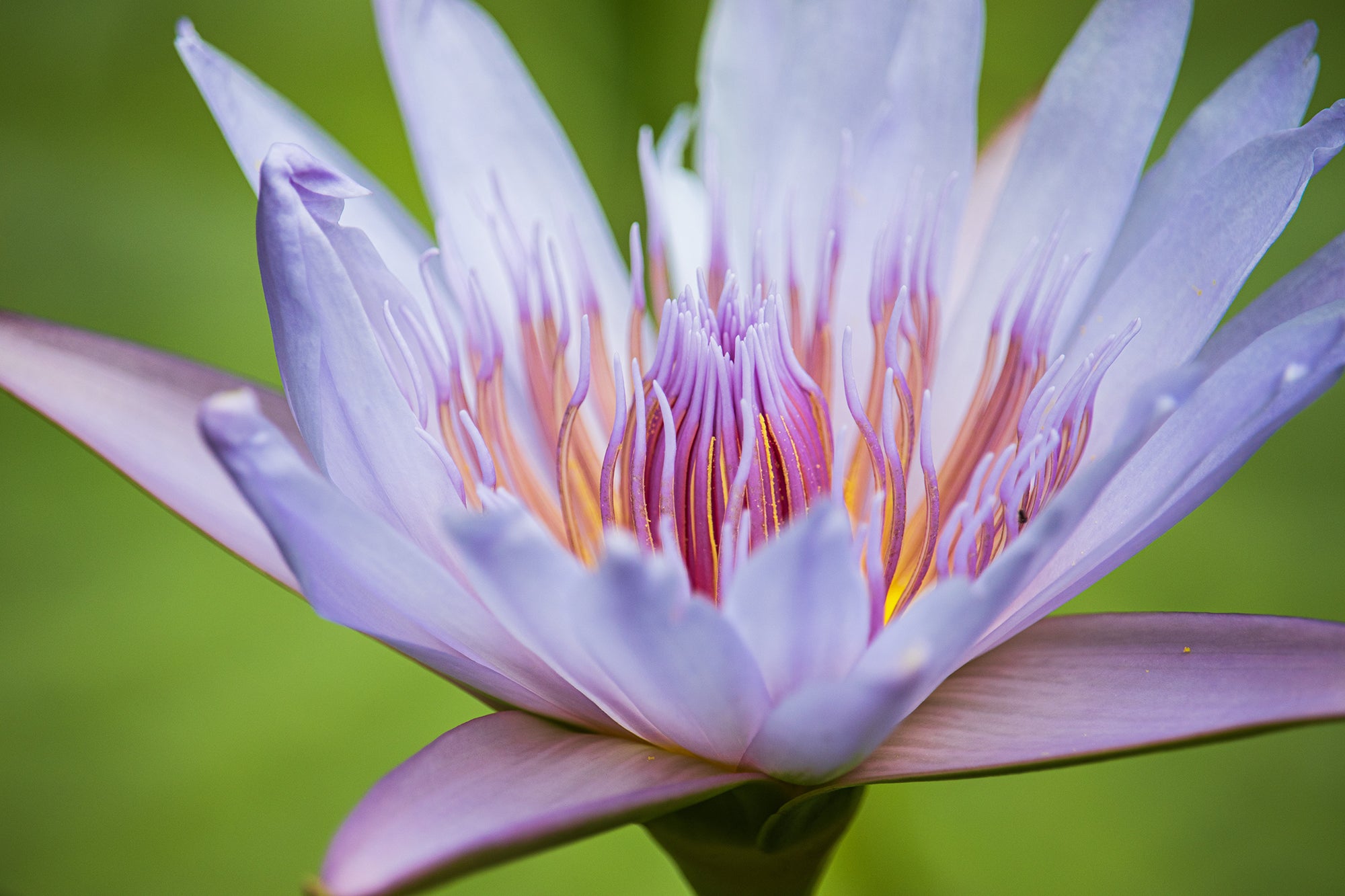 BLUSH  Blauer Lotus HASCH – Canasups
